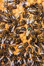 Close up of European honeybees (Apis mellifera) on beekeepers comb within hive. The queen bee has been marked with a green spot. Cilcain, North Wales, UK