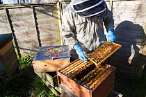 Geoff Critchley of 'The Honey House' demonstrates aspects of beekeeping. Cilcain, North Wales, UK April 2010