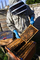 Geoff Critchley of 'The Honey House' demonstrates aspects of the beekeeping. Cilcain, North Wales, UK April 2010