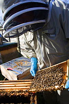 Geoff Critchley of 'The Honey House' demonstrates aspects of beekeeping. Cilcain, North Wales, UK April 2010