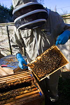 Geoff Critchley of 'The Honey House' demonstrates aspects of the beekeeping. Cilcain, North Wales, UK April 2010