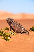 Namaqua / Desert chameleon (Chamaeleo namaquensis) Namib desert, Namibia, Africa