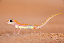 Webfooted gecko (Palmatogecko rangei) Namib Desert, Namibia