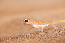 Webfooted gecko (Palmatogecko rangei) licking dew from face, Namib Desert, Namibia, Southern Africa