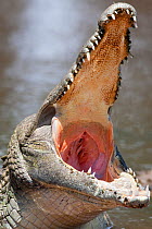 Nile crocodile (Crocodylus niloticus) with jaws wide open, Kruger National Park, South Africa
