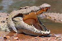 Nile crocodile (Crocodylus niloticus) lying at waters edge, with jaw open, Kruger National Park, South Africa