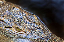 Close up of Nile crocodile (Crocodylus niloticus) eye in profile, with head partically submerged, Crocodile Centre, St Lucia, KwaZulu Natal, South Africa. Captive