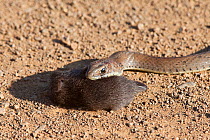 Olive grass / whip snake (Psammophis mossambicus) with rodent prey, iSimangaliso wetland park, Kwazulu Natal, South Africa