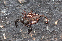 Scorpion (Opisthacanthus validus) female carrying young, Mkhuze game reserve, Kwazulu Natal, South Africa