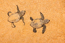Two Loggerhead turtle (Caretta caretta) hatchlings moving from nest to sea at night, Banga Nek, Kwazulu Natal, South Africa