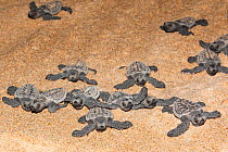 Loggerhead turtle (Caretta caretta) hatchlings newly emerged from nest, moving towards the shoreline at night, Banga Nek, Kwazulu Natal, South Africa