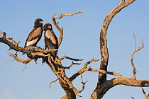 Pair of Bateleur eagles (Terathopius ecaudatus) female (left) and male perched in branch. Kgalagadi Transfrontier Park, South Africa