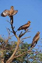 Three Black kites (Milvus migrans) perched on branch together, Kgalagadi Transfrontier Park, South Africa