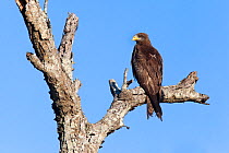 Yellowbilled kite (Milvus migrans aegyptius) perched on branch, Hluhluwe Umfolozi Park, South Africa