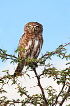 Portrait of Pearl spotted owlet (Glaucidium perlatum) perched in branch, Kgalagadi Transfrontier Park, South Africa
