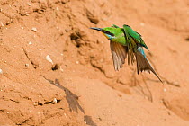 Swallow-tailed bee-eater (Merops hirundineus) in flight, Kgalagadi Transfrontier Park, South Africa