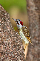 Bennett's woodpecker (Campethera bennettii) on tree trunk, Royal Hlane game reserve, Swaziland, Southern Africa