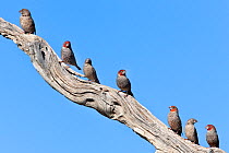 Red headed finches (Amadina fasciata) flock perched on a dead branch, Kgalagadi transfrontier Park, Northern Cape, South Africa