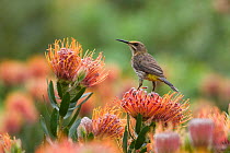 Cape sugarbird, (Promerops cafer) perched on Protea, Kirstenbosch botanical gardens, Cape Town, South Africa