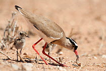 Crowned plover (Vanellus coronatus) foraging with chicks, Kgalagadi Transfrontier Park, South Africa