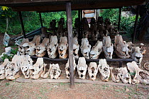 Skulls of poached rhinos Mkhaya game reserve, Swaziland, Africa