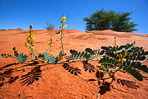 Black Storm flower (Senna italica) flowering in Kalahari desert,  Kgalagadi Transfrontier Park, Northern Cape, South Africa