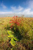 Candelabra lily (Brunsvigia radulosa) in flower, Malolotja Nature Reserve, Swaziland, Africa