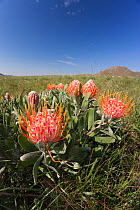 Soapstone pincushion plant (Leucospermum gerrardis) in flower, Malolotja Nature Reserve, Swaziland, Africa