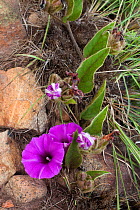 Morning glory (Ipomoea crassipes) in flower, Malolotja Nature Reserve, Swaziland, South Africa