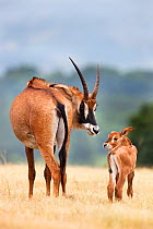 Roan antelope (Hippotragus equinus) with young offspring, Mlilwane nature reserve breeding programme, Swaziland, Southern Africa
