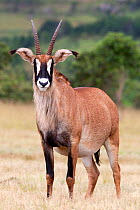 Portrait of a Roan antelope (Hippotragus equinus) Mlilwane nature reserve breeding programme, Swaziland, Southern Africa