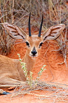 Head portrait of Steenbok (Raphicerus campestris) male, Kgalagadi Transfrontier Park, South Africa