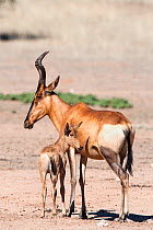 Red hartebeest (Alcelaphus buselaphus) with young, Kgalagadi transfrontier, National Park, Northern Cape, South Africa