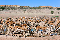 Herd of Springbok (Antidorcas marsupialis) at waterhole, Kgalagadi Transfrontier Park, South Africa