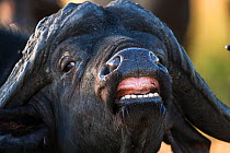 Cape buffalo (Syncerus caffer caffer) displaying flehmen posture, to detect scent, Kruger national park, South Africa