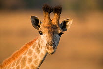 Head portrait of young giraffe (Giraffa camelopardalis) Ithala (Ntshondwe) Game reserve, Kwazulu Natal, South Africa