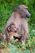 Chacma / Yellow baboon (Papio cynocephalus ursinus) with mother sitting with young, Kruger National Park, Mpumalanga, South Africa