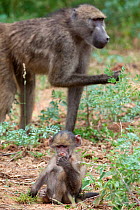 Chacma / Yellow baboon (Papio cynocephalus ursinus) with mother, with young offspring sitting, Kruger National Park, Mpumalanga, South Africa