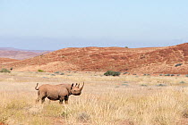 Black rhino bull, (Diceros bicornis) standing in desert landscape, Kunene region, Namibia