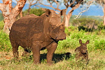 White rhino (Ceratotherium simum) with calf, both covered in mud, Mkhaya game reserve, Swaziland, Africa