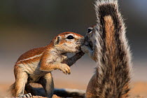 Two Cape Ground squirrels (Xerus inauris) greeting, Kgalagadi Transfrontier Park, South Africa Non-ex.