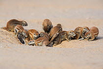 Group of Ground squirrels (Xerus inuaris) gathered at entrance to burrow, Kgalagadi Transfrontier Park, Northern Cape, South Africa