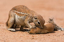Ground squirrel (Xerus inuaris) grooming baby, Kgalagadi Transfrontier Park, Northern Cape, South Africa Non-ex.
