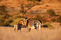 Hartmann's mountain zebra (Equus zebra hartmannae) in savanna with foal, Kunene region, Namibia, Africa