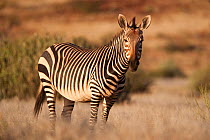 Hartmann's mountain zebra, (Equus zebra hartmannae) portrait standing in savanna, Kunene region, Namibia, Africa