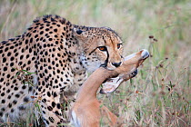 Cheetah (Acinonyx jubatus) killing young Impala (Aepyceros melampus) with a bite to the throat,  Phinda private game reserve, Kwazulu Natal, South Africa