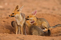Cape fox family (Vulpes chama) with pups suckling from their mother, Kgalagadi Transfrontier Park, Northern Cape, South Africa