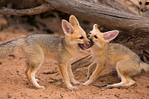 Cape fox cubs (Vulpes chama) play-fighting, Kgalagadi Transfrontier Park, Northern Cape, South Africa