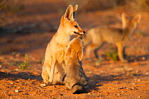 Cape fox (Vulpes chama) sitting with cub, Kgalagadi Transfrontier Park, Northern Cape, South Africa