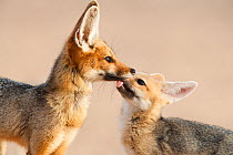 Cape fox (Vulpes chama) cub licking its mothers face, Kgalagadi Transfrontier Park, Northern Cape, South Africa